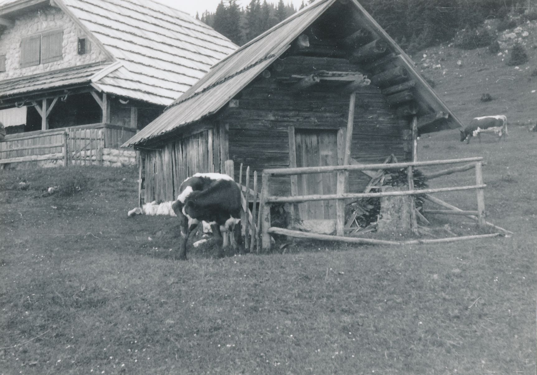 eika image